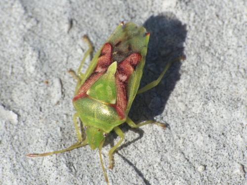 Réf. 280 653 : Cyphostethus tristriatus